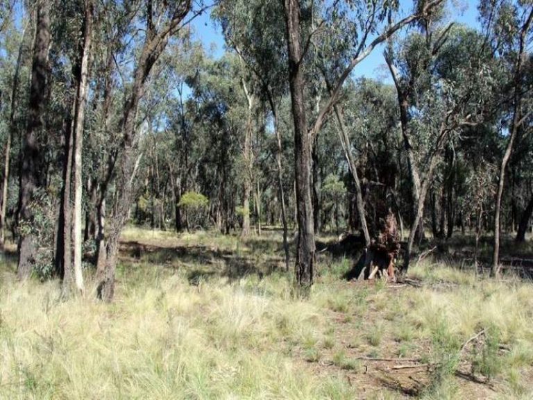 418 Rodways Lane, Temora NSW 2666 - photo 11