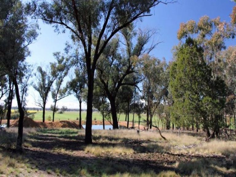 418 Rodways Lane, Temora NSW 2666 - photo 14
