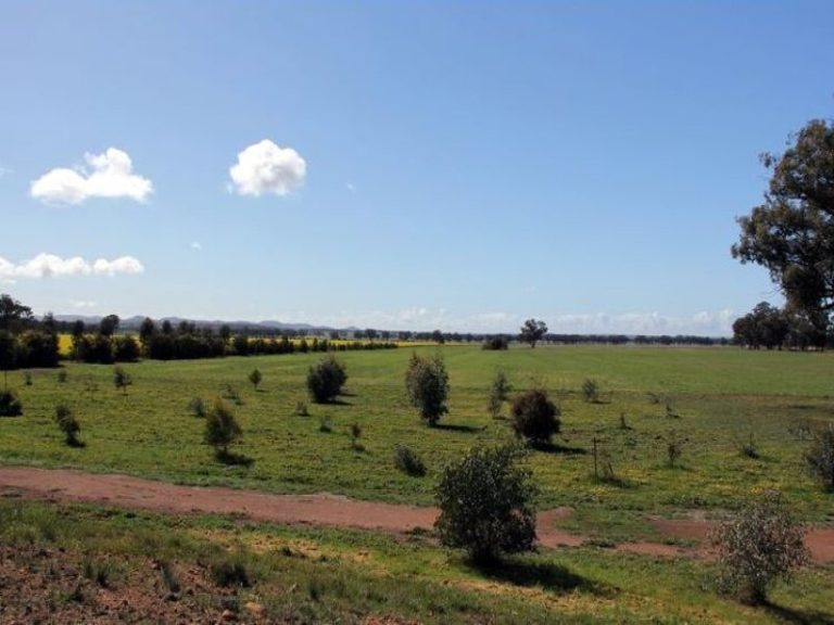 418 Rodways Lane, Temora NSW 2666 - photo 21