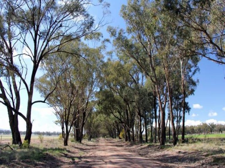 418 Rodways Lane, Temora NSW 2666 - photo 26