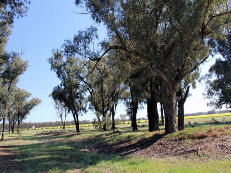 418 Rodways Lane, Temora NSW 2666 - photo 9