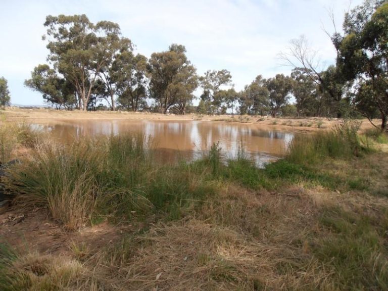 198 Moroney's Lane*, Temora NSW 2666 - photo 6
