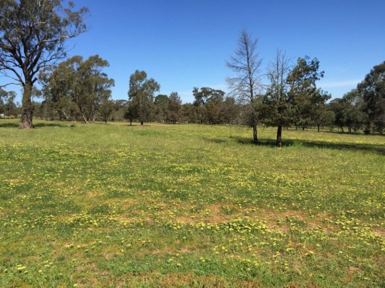 141 River Street, Narrandera NSW 2700 - photo 20
