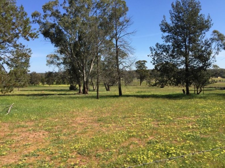 141 River Street, Narrandera NSW 2700 - photo 21