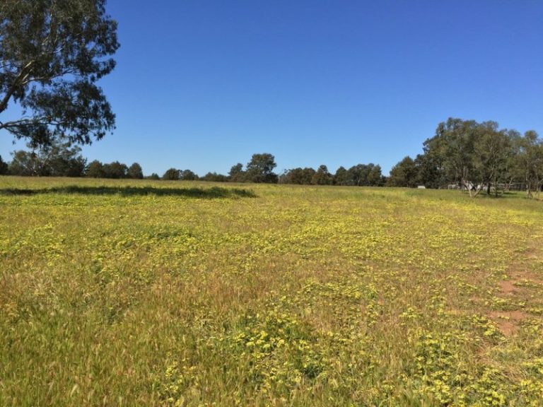 141 River Street, Narrandera NSW 2700 - photo 27