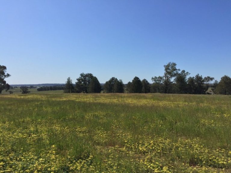 141 River Street, Narrandera NSW 2700 - photo 28
