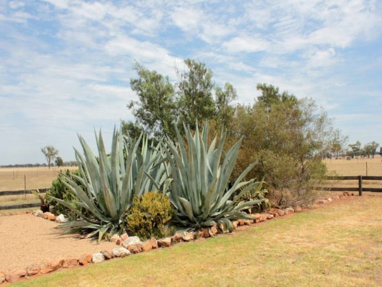119* Gradys Lane, Wagga Wagga NSW 2650 - photo 19