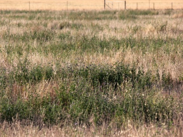 119* Gradys Lane, Wagga Wagga NSW 2650 - photo 26