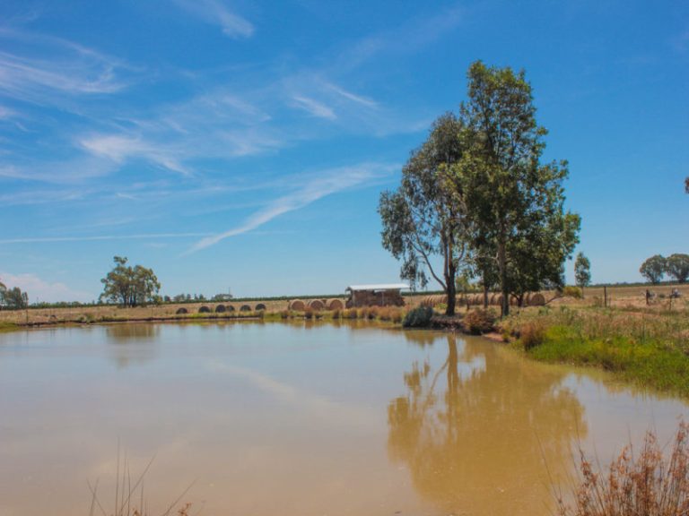 Farm 283B Toorak Road, Leeton NSW 2705 - photo 15