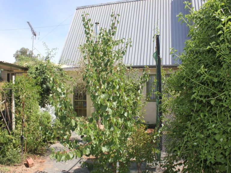 20 Queen Street, Barmedman NSW 2668 - photo 12