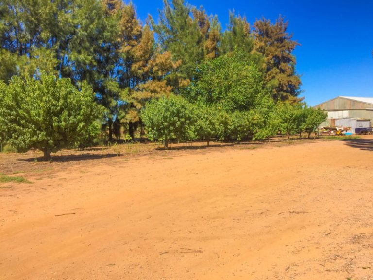 161 Cassia Road, Leeton NSW 2705 - photo 11
