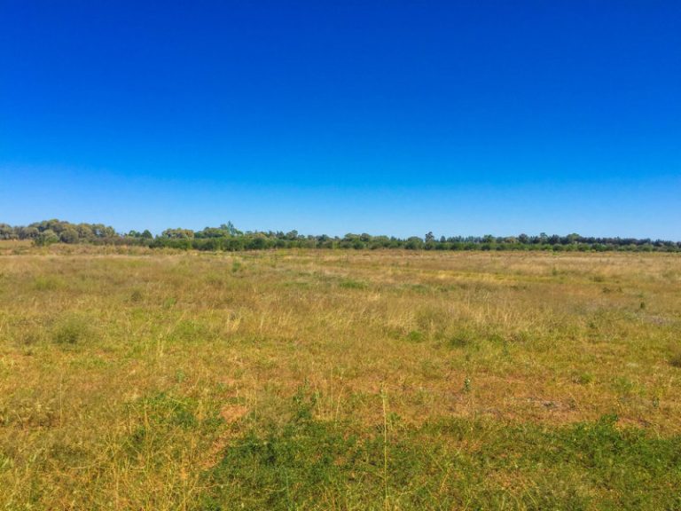 161 Cassia Road, Leeton NSW 2705 - photo 10