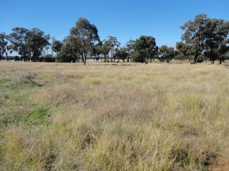 16 Harrier Street, Temora NSW 2666 - photo 2