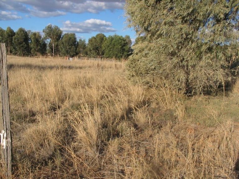 Lot 8 Joppa Street, Quandialla NSW 2721 - photo 2