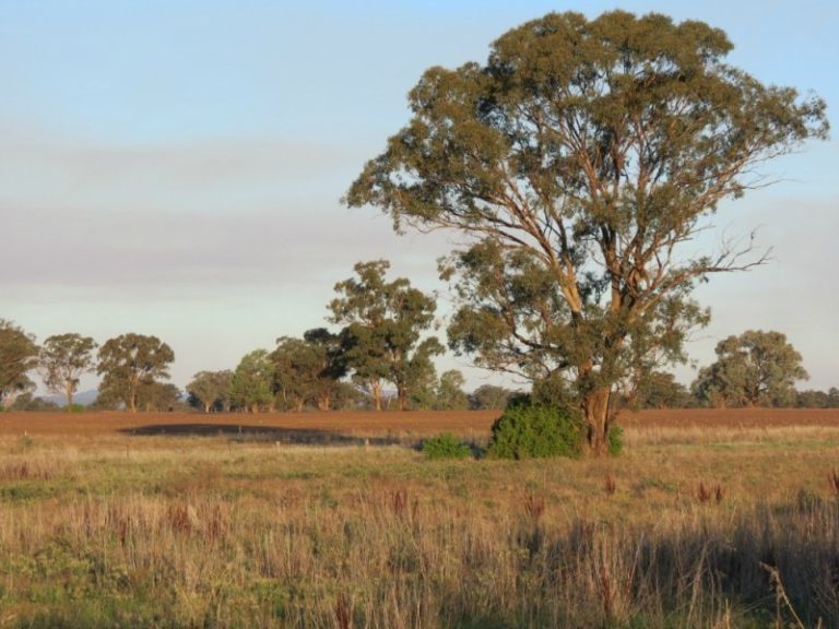 7599 Milvale Road, Temora NSW 2666 - photo 3