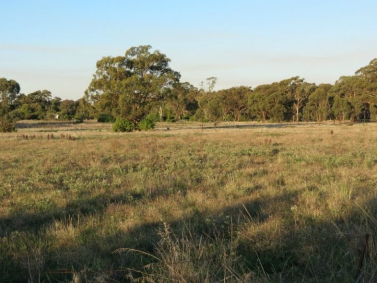7599 Milvale Road, Temora NSW 2666 - photo 5