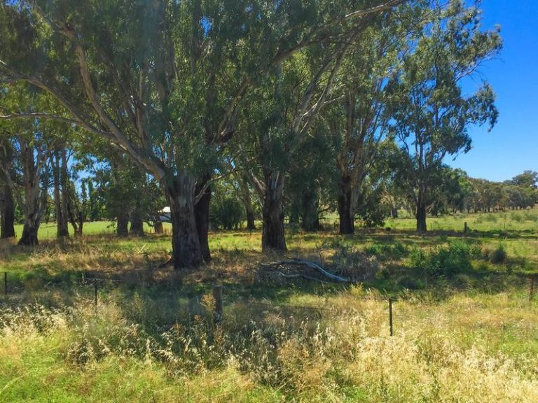 Lot 4 & 5 Irrigation Way, Narrandera NSW 2700 - photo 3