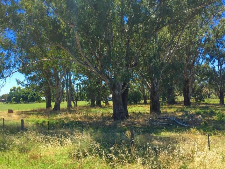 Lot 4 & 5 Irrigation Way, Narrandera NSW 2700 - photo 4