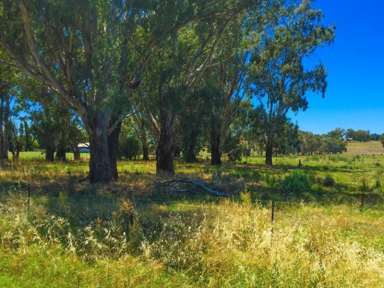 Lot 4 & 5 Irrigation Way, Narrandera NSW 2700 - McGrath Riverina