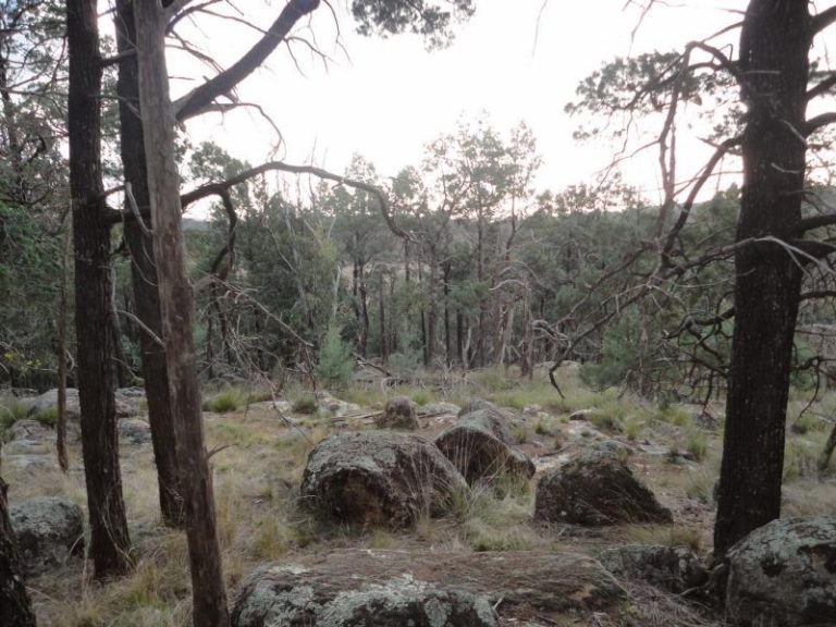 Chellington rd Trungley Hall*, Temora NSW 2666 - photo 12