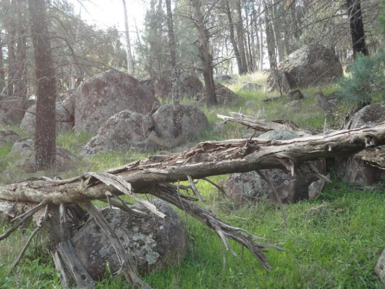 Chellington rd Trungley Hall*, Temora NSW 2666 - photo 13