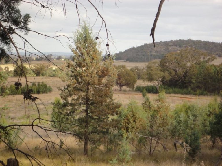 Chellington rd Trungley Hall*, Temora NSW 2666 - photo 15