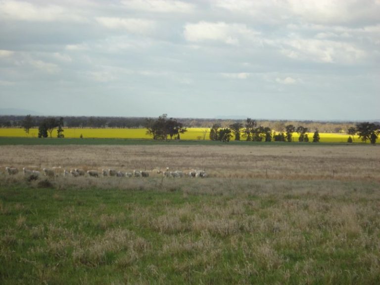 Chellington rd Trungley Hall*, Temora NSW 2666 - photo 18