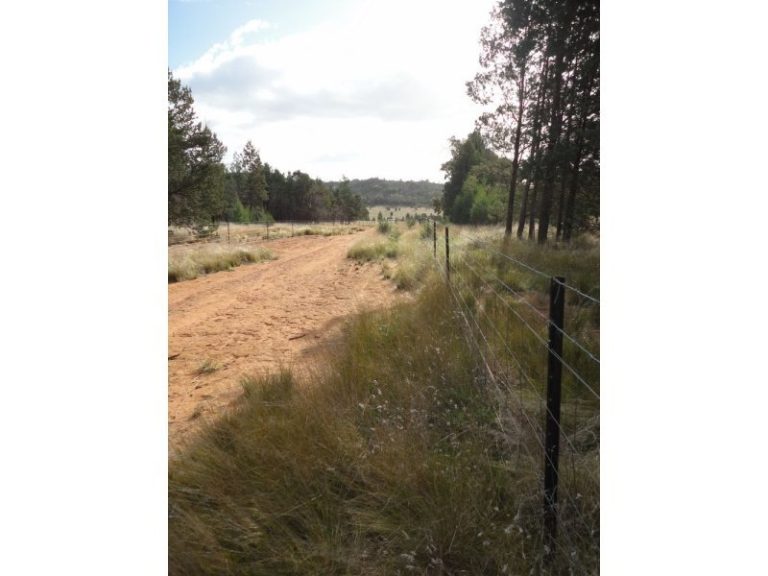 Chellington rd Trungley Hall*, Temora NSW 2666 - photo 19