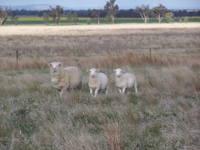 Chellington rd Trungley Hall*, Temora NSW 2666 - photo 20