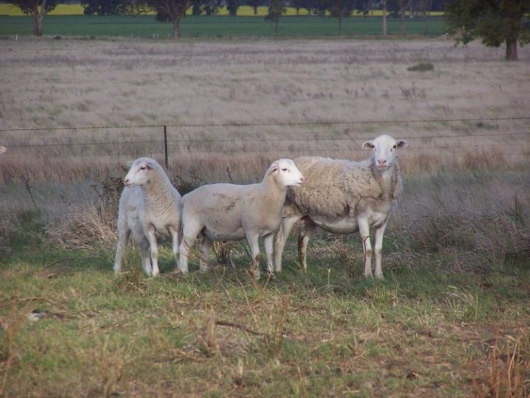 Chellington rd Trungley Hall*, Temora NSW 2666 - photo 21