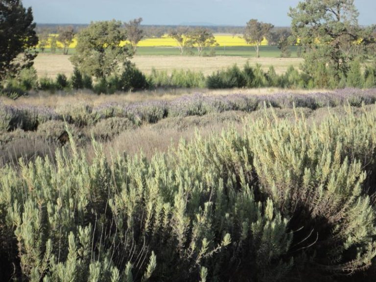 Chellington rd Trungley Hall*, Temora NSW 2666 - photo 26
