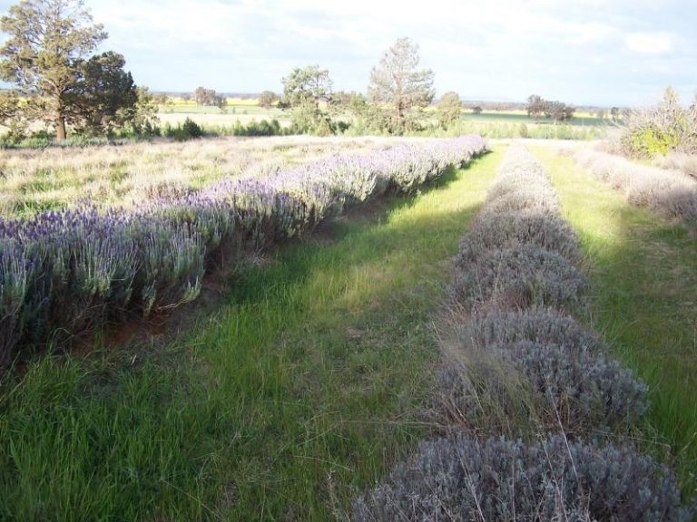 Chellington rd Trungley Hall*, Temora NSW 2666 - photo 4