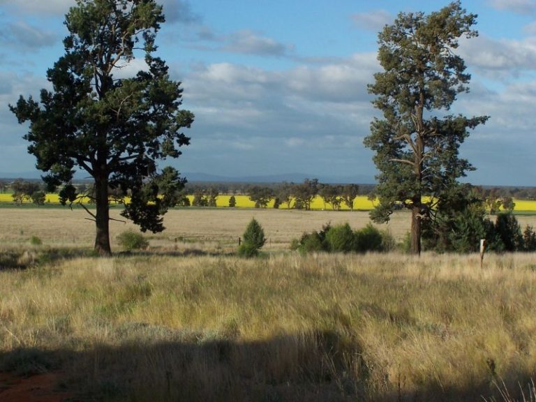 Chellington rd Trungley Hall*, Temora NSW 2666 - photo 10