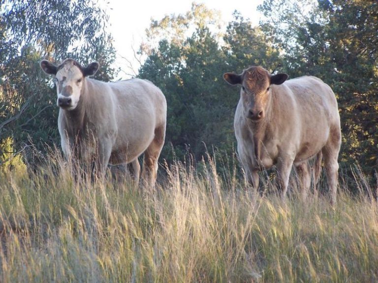 247 Research Station Road*, Temora NSW 2666 - photo 4