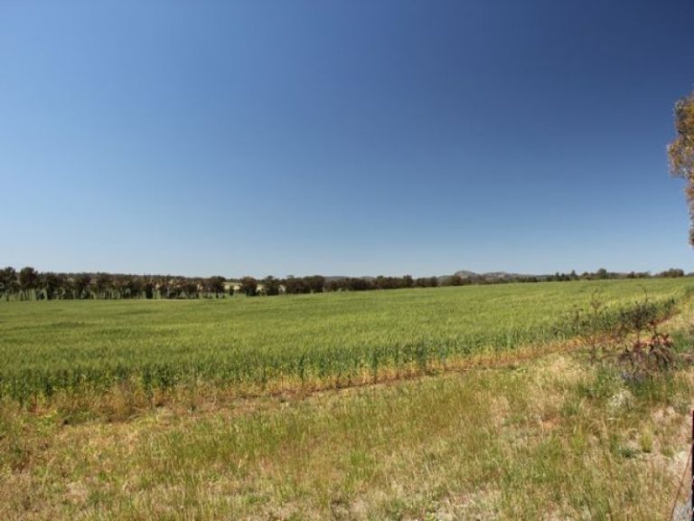 250 Taylors Lane, Temora NSW 2666 - photo 22