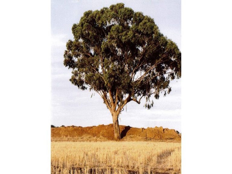 999 Trungley Road, Temora NSW 2666 - photo 4