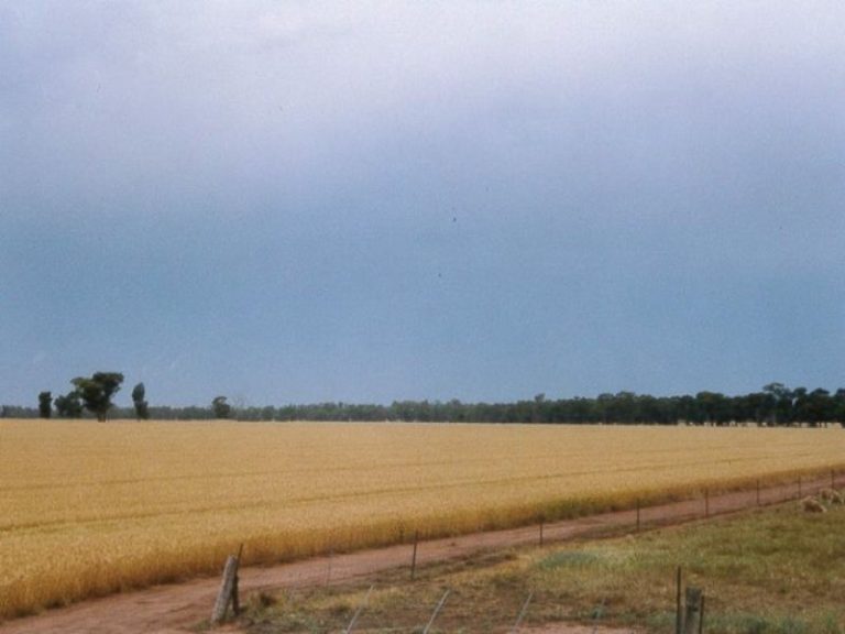 999 Trungley Road, Temora NSW 2666 - photo 6