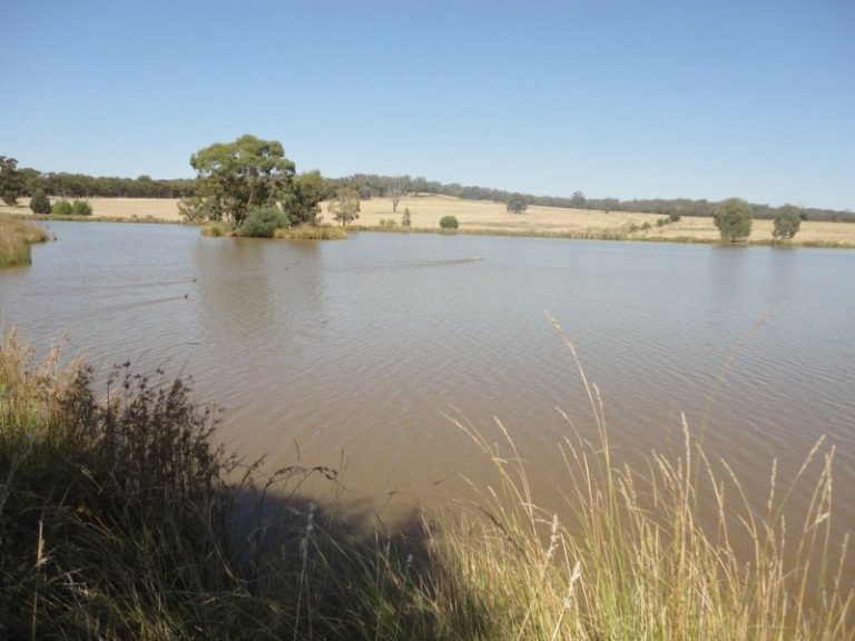 Warooka 318 Smiths Lane*, Stockinbingal NSW 2725 - photo 5