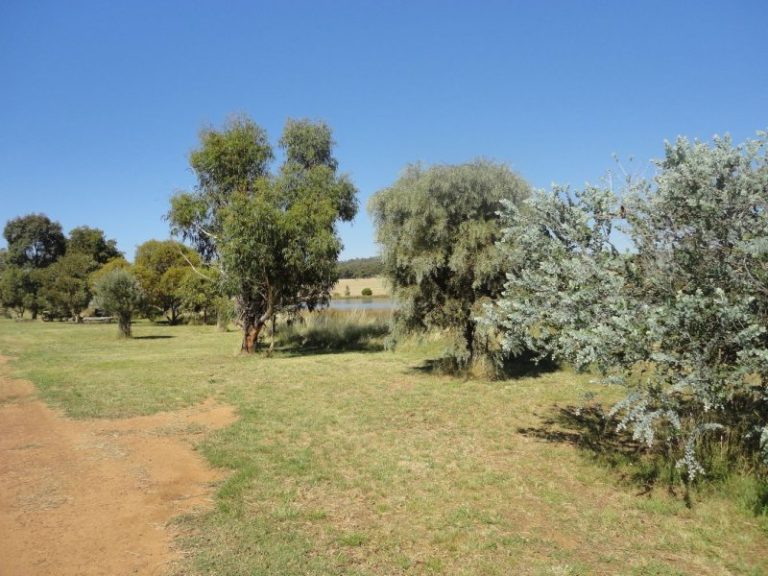 Warooka 318 Smiths Lane*, Stockinbingal NSW 2725 - photo 8