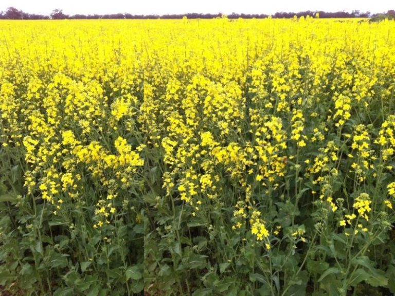 999 Temora, Temora NSW 2666 - McGrath Riverina