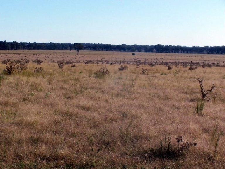 Morangarelll Road, Temora NSW 2666 - photo 5