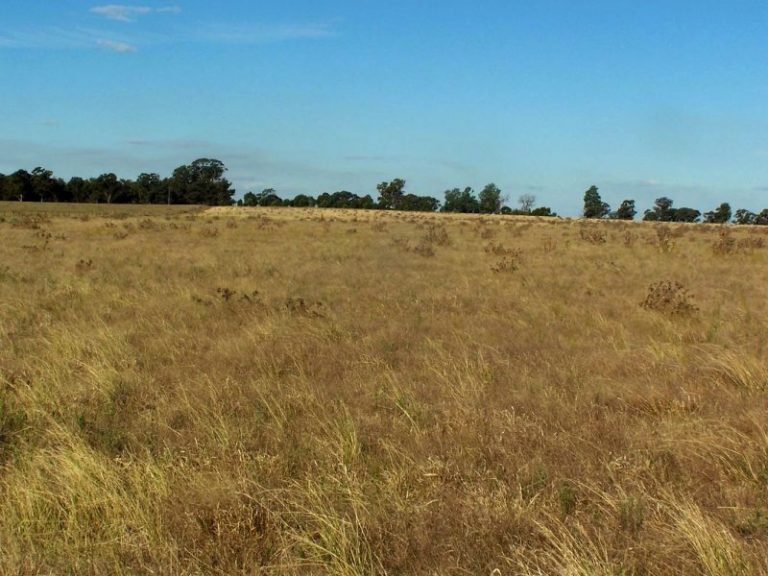 Morangarelll Road, Temora NSW 2666 - McGrath Riverina