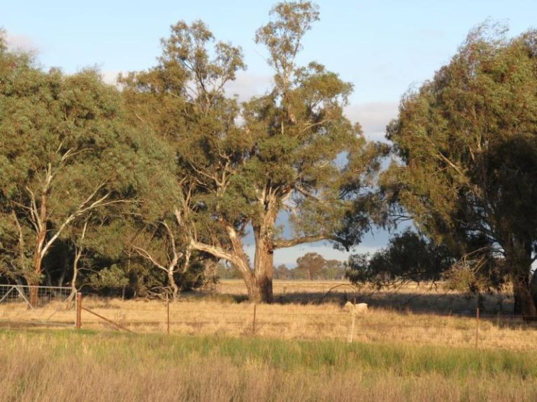 4821 Millvale Road, Milvale NSW 2594 - photo 19