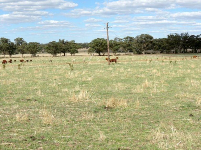 60 Springdam Road, Temora NSW 2666 - photo 11