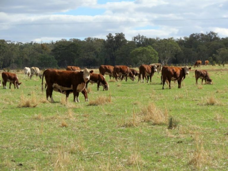 60 Springdam Road, Temora NSW 2666 - photo 3