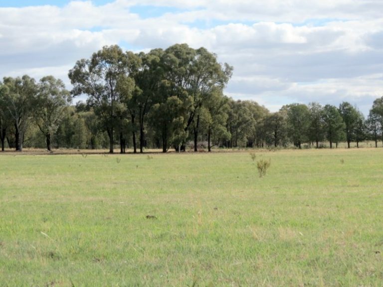 60 Springdam Road, Temora NSW 2666 - photo 5