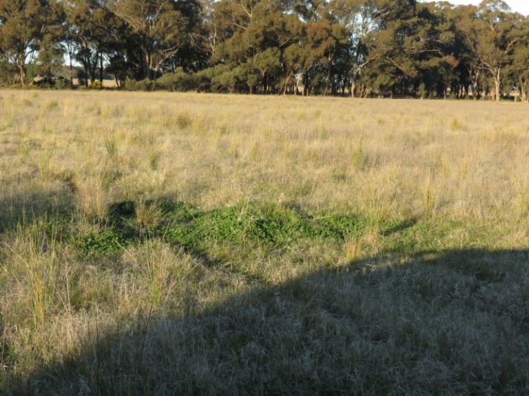 Lot 31, 74 Thanowring Road, Temora NSW 2666 - photo 12