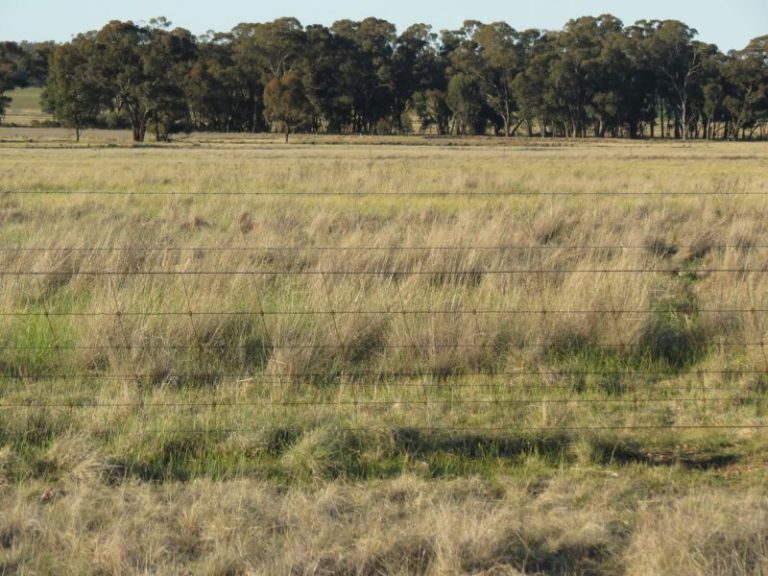 Lot 31, 74 Thanowring Road, Temora NSW 2666 - photo 13