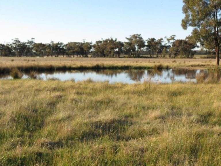 Lot 31, 74 Thanowring Road, Temora NSW 2666 - photo 14