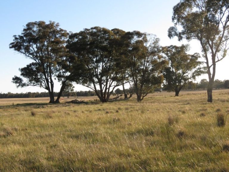 Lot 31, 74 Thanowring Road, Temora NSW 2666 - photo 15
